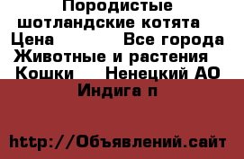 Породистые шотландские котята. › Цена ­ 5 000 - Все города Животные и растения » Кошки   . Ненецкий АО,Индига п.